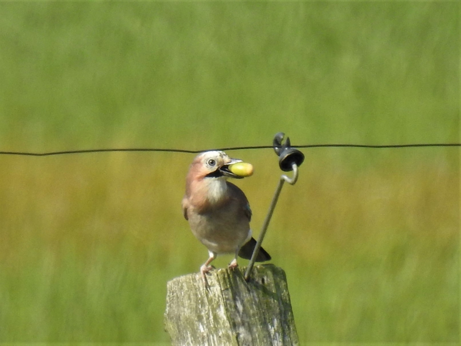 Gaai verzamelt eikels - Vogels - Gaai