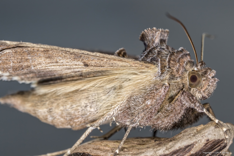 Gammauil - Geleedpotigen - Gamma uil