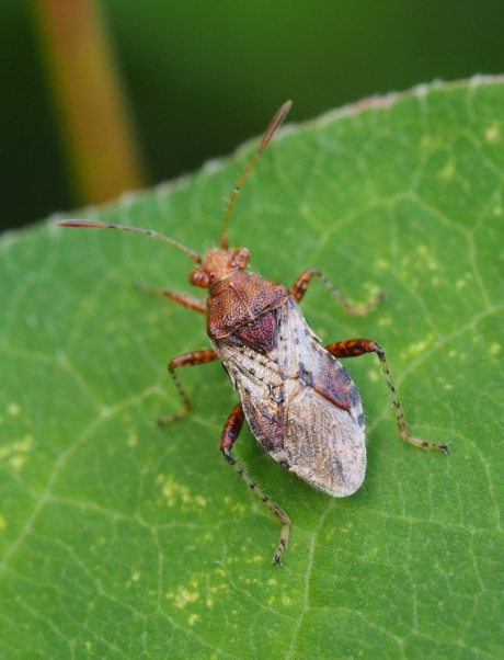Geblokte glasvleugelwants