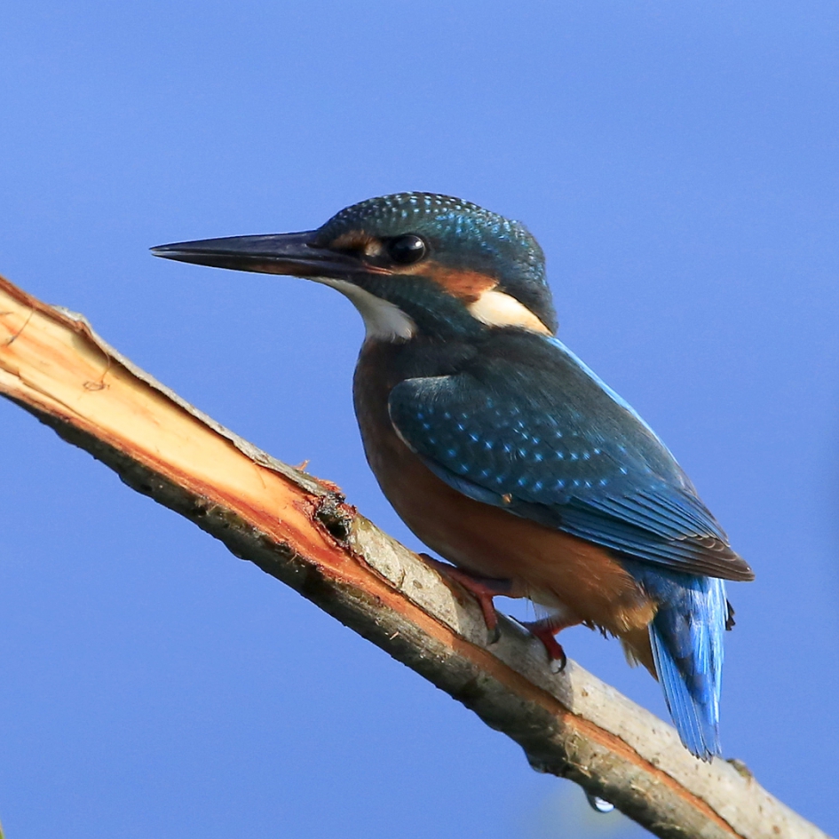 Geen blauwtje lopen ... - Vogels - IJsvogel