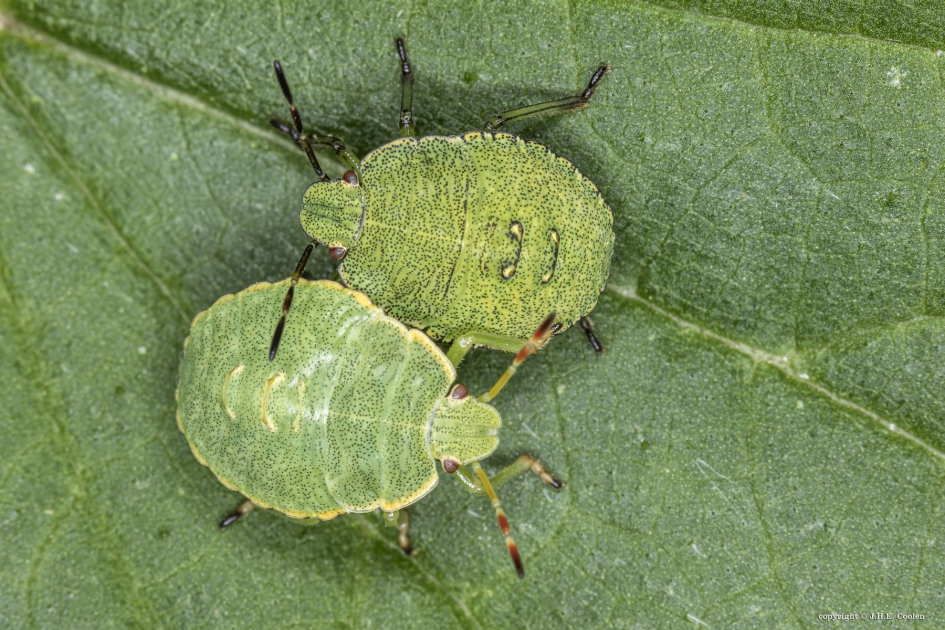 Geen tweeling... - Geleedpotigen - Groene stinkwants