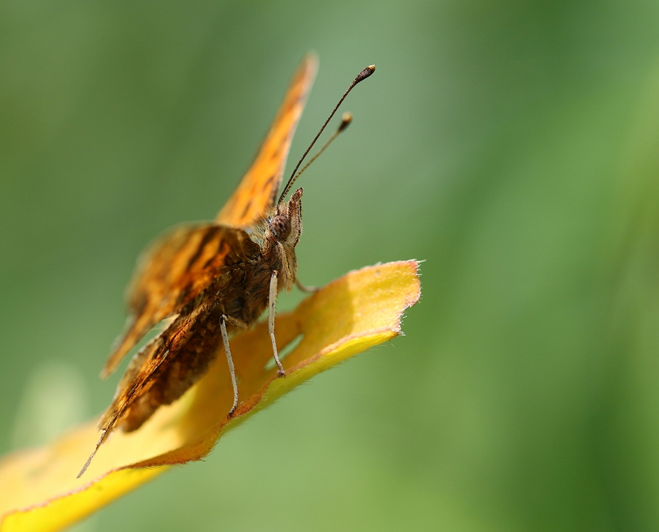 gehakkelde aurelia - Geleedpotigen - 