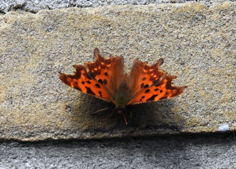 Gehakkelde aurelia op het muurtje van de schuur.