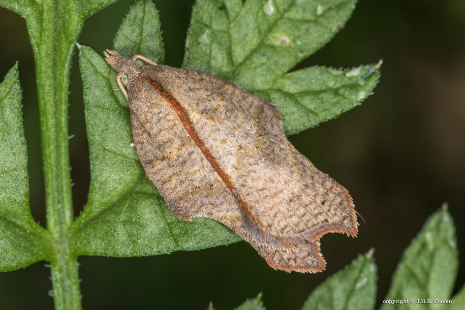 Gehakkelde bladroller - Geleedpotigen - Gehakkelde bladroller