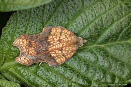 Gehakkelde bladroller