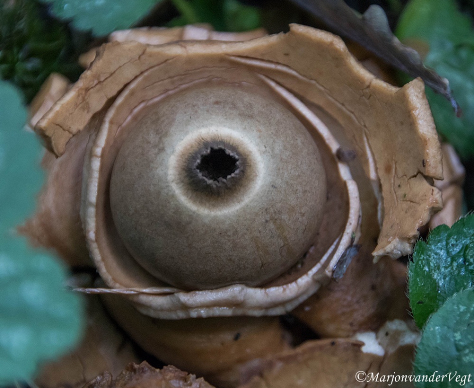 Gekraagde Aardster - Schimmels - Gekraagde Aardster