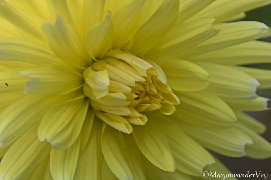 Gele schone - Planten - Bloem