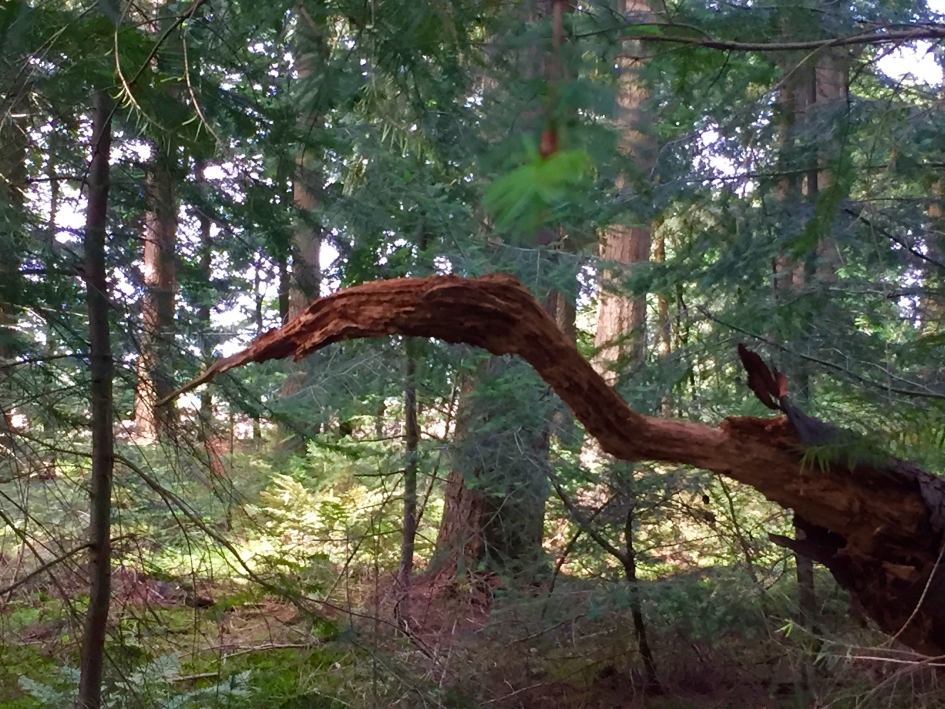 Gespot - Vogels - 