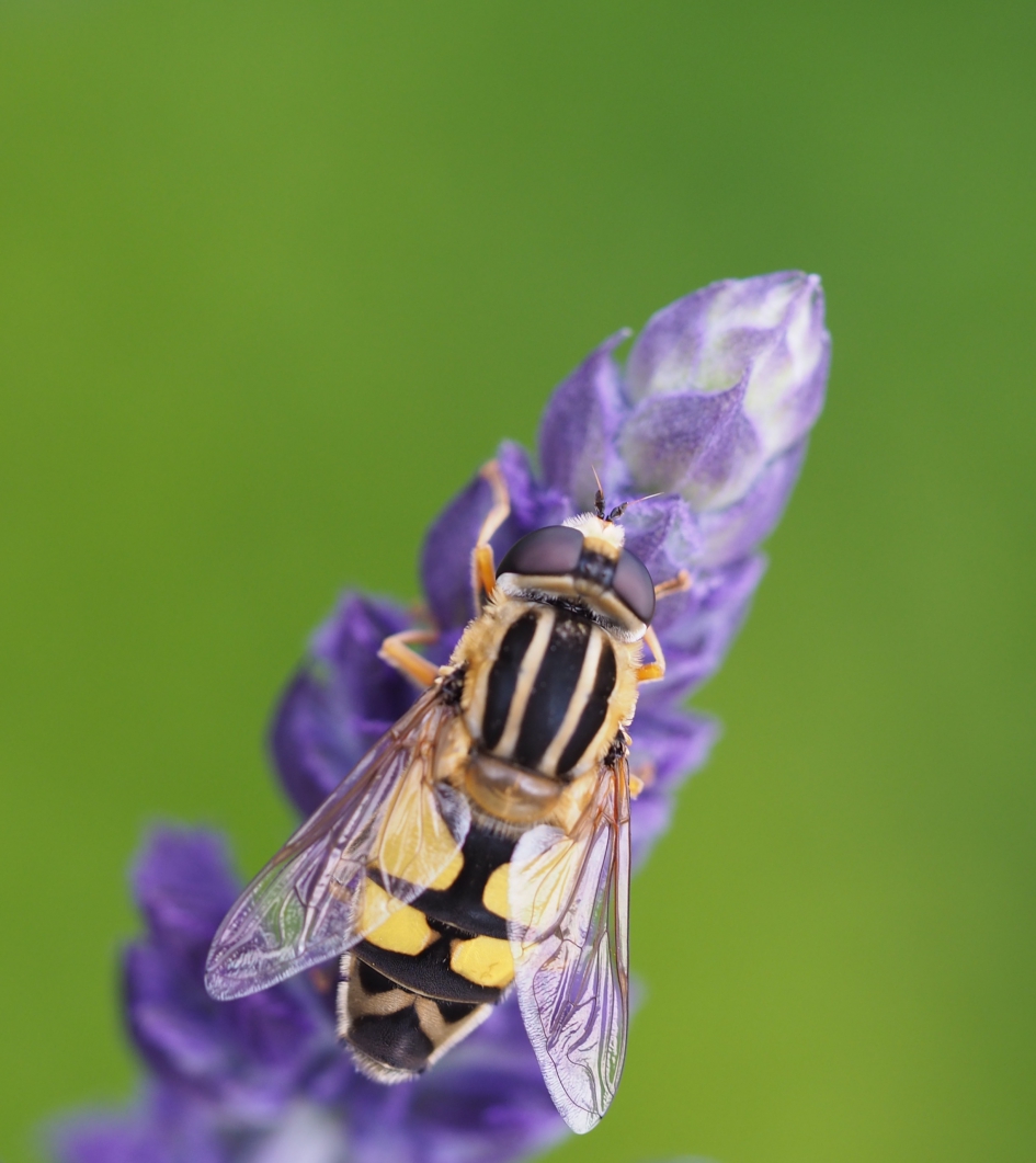 Gestileerd - Geleedpotigen - Pendelzweefvlieg