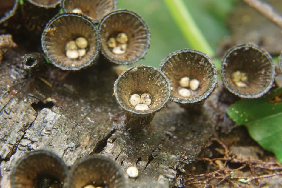 Gestreept nestzwammetje - Schimmels - Gestreept nestzwammetje