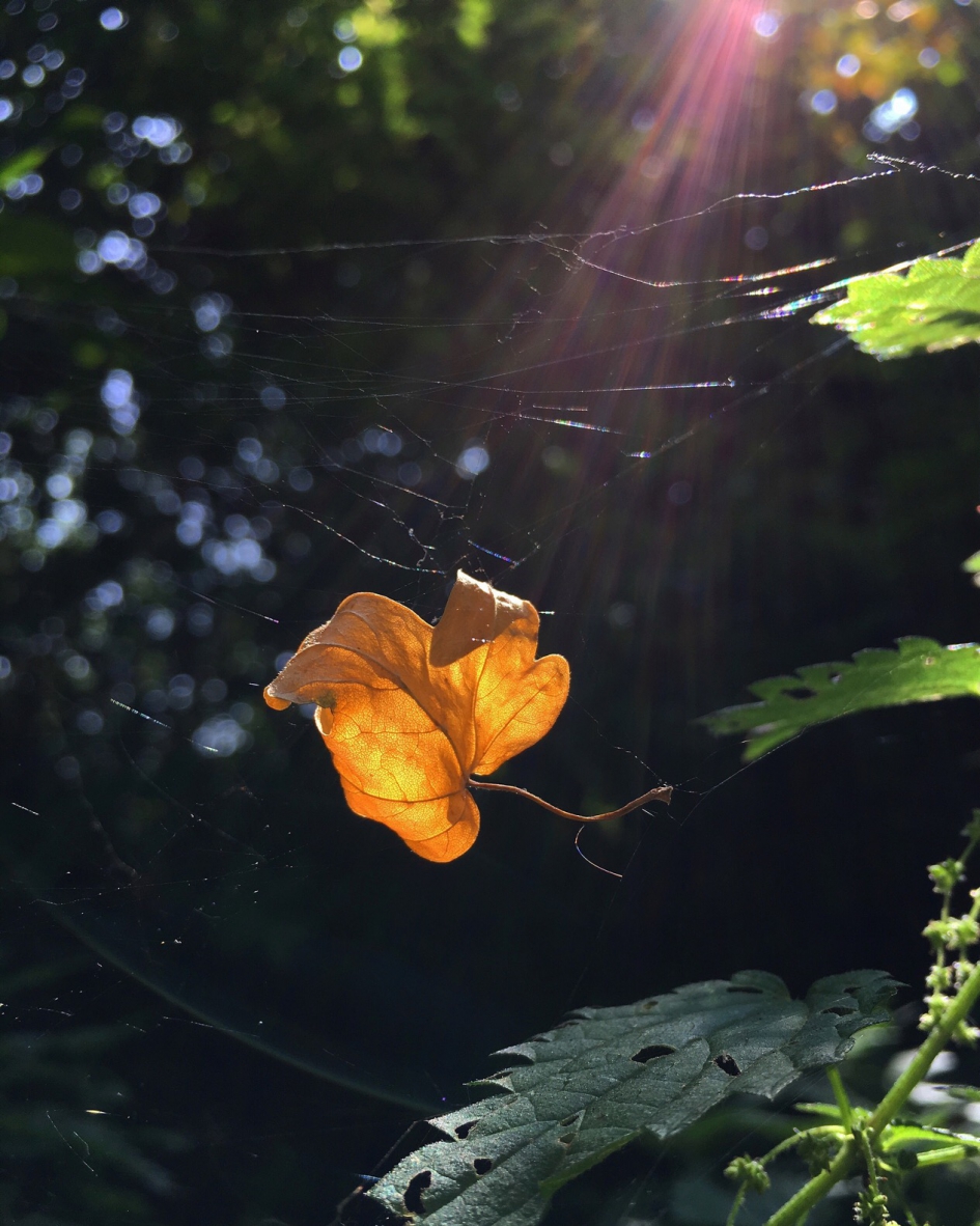 Gevangen - Planten - 