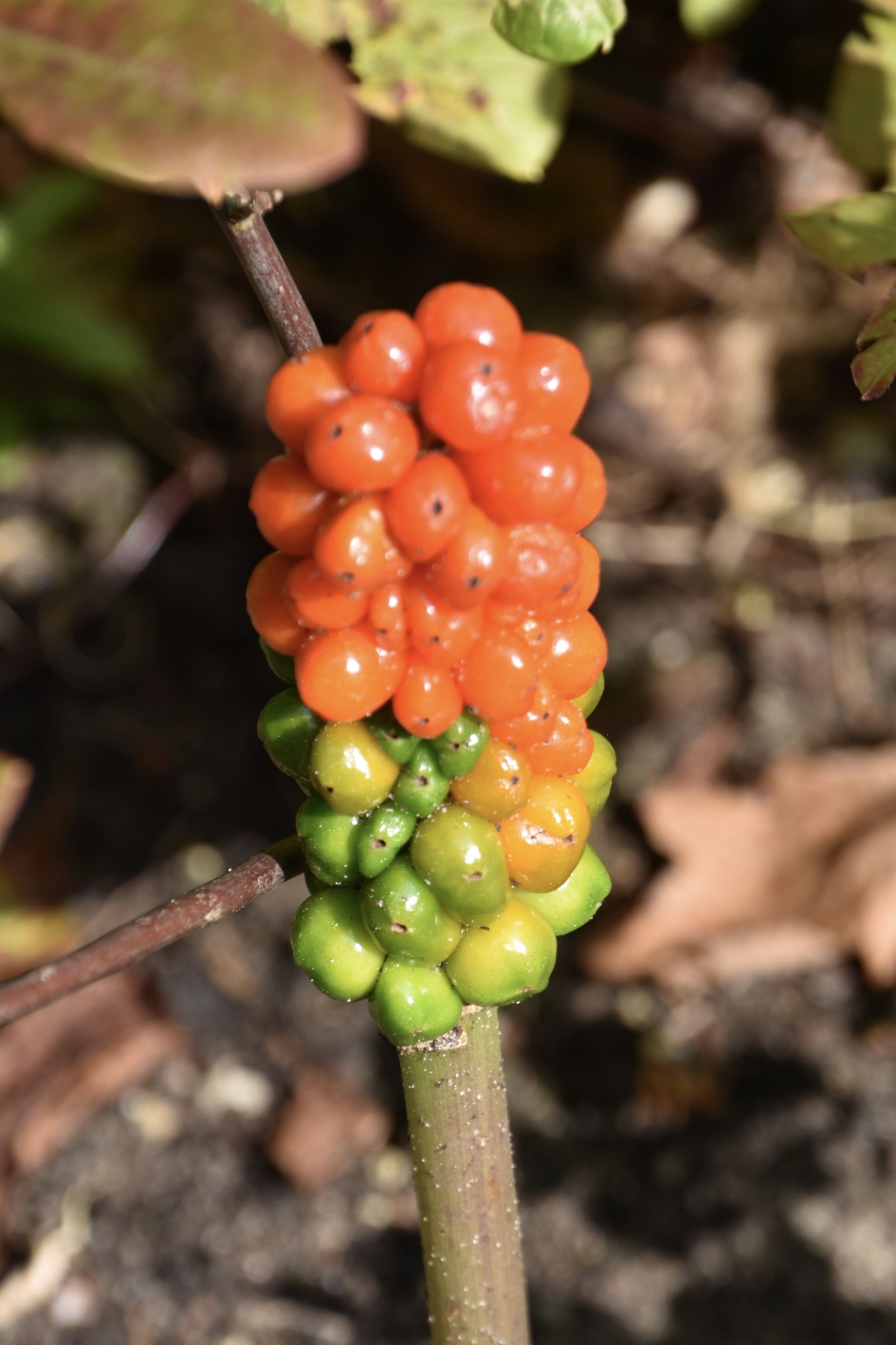 Gevlekte aronskelk - Planten - 