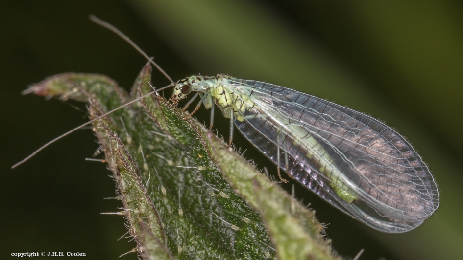 Gewone gaasvlieg - Geleedpotigen - Gewone gaasvlieg
