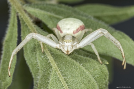 Gewone kameleonspin (Misumena vatia)