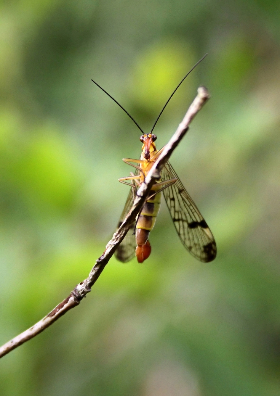 Gewoon rondhangen - Geleedpotigen - Schorpioenvlieg