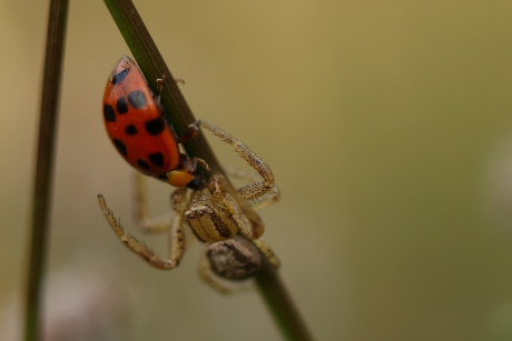 graskrabspin vangt veelstippig Aziatisch lieveheersbeestje