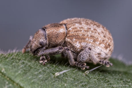 Grijze bolsnuitkever (Philopedon plagiatus)