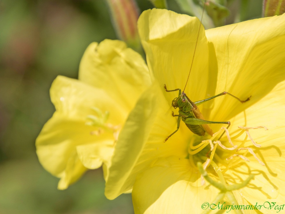 Groene jongen - Geleedpotigen - springert