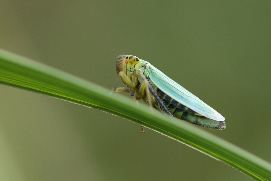 groene rietcicade - Geleedpotigen - 