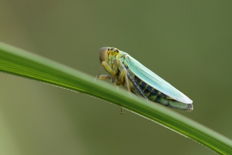groene rietcicade