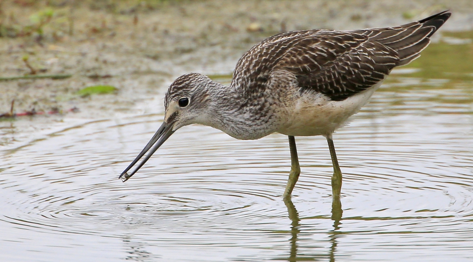 Groenpoot - Vogels - Groenpootruiter