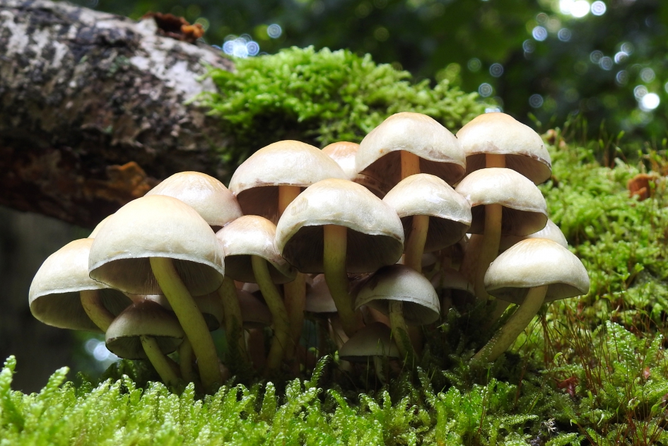 Groepsfoto - Schimmels - 