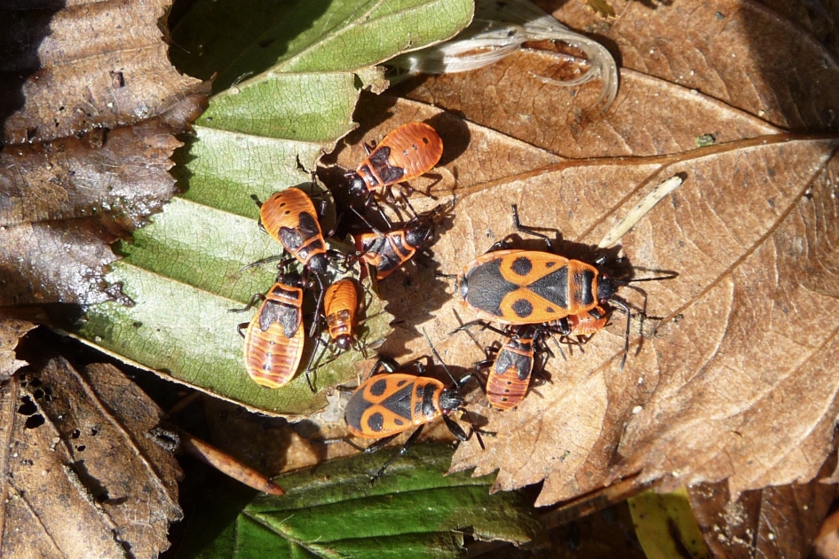 Groot en kleine vuurwantsen - Geleedpotigen - 
