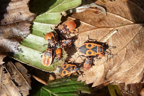 Groot en kleine vuurwantsen