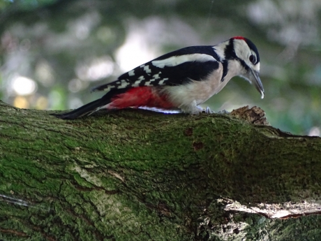 Grote bontespecht