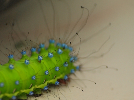 Grote nachtpauwoog rups