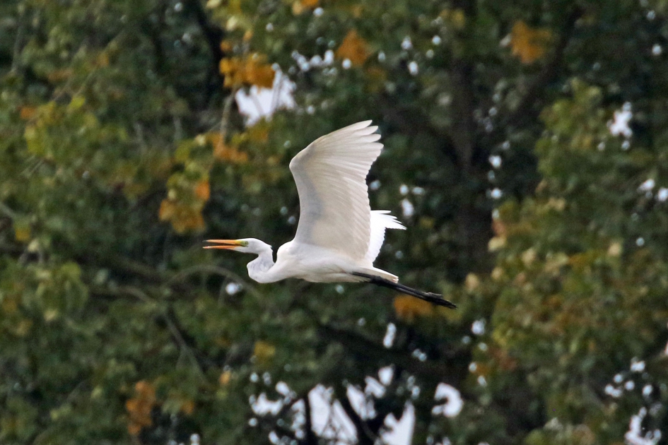 Grote zilverreiger - Vogels - 