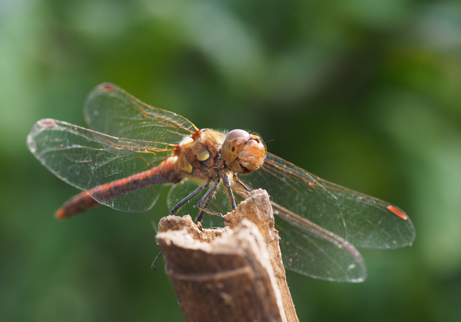 Guitig - Geleedpotigen - Heidelibel vermoedelijk