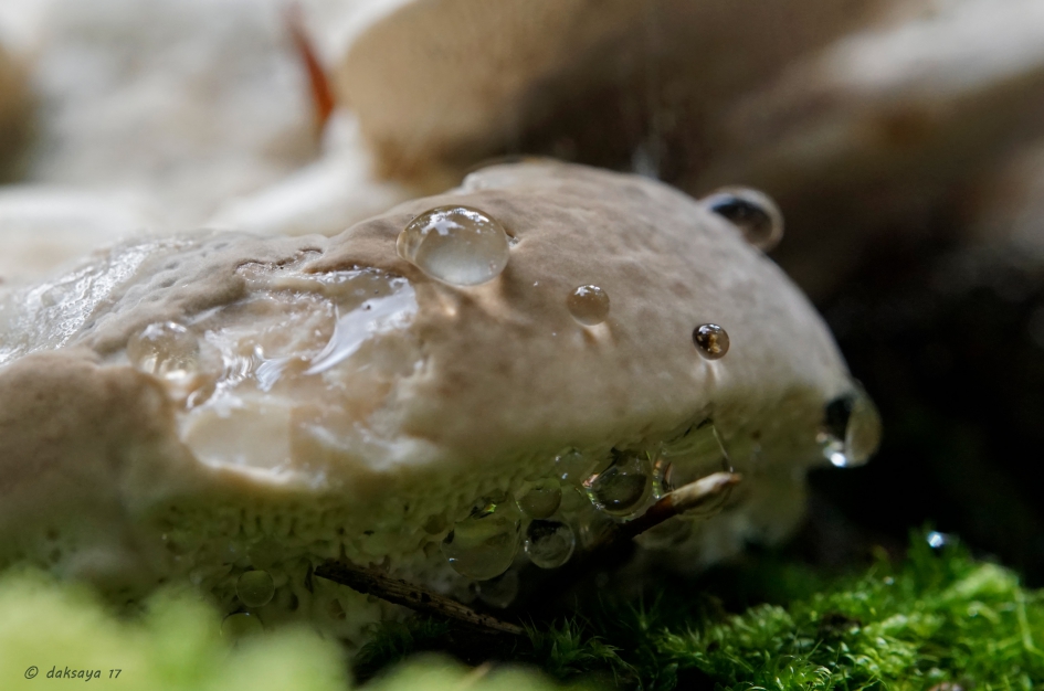 Guttatiedruppels - Schimmels - 