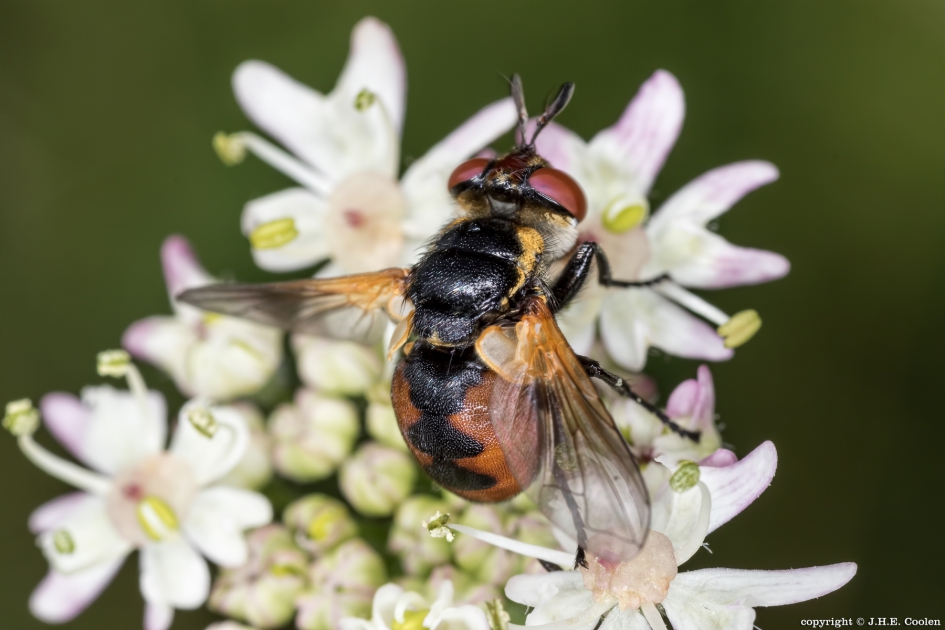 Gymnosoma nudifrons (vr) - Geleedpotigen - sluipvlieg