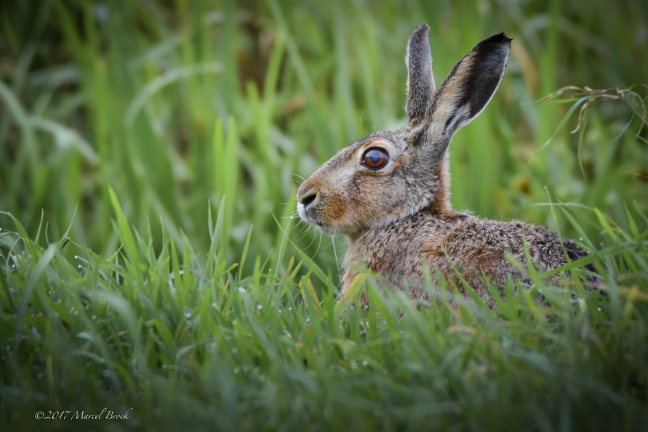 Haasje in het groen. - Zoogdieren - Haas