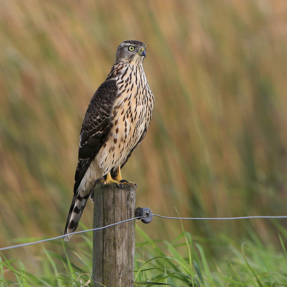 Havik - Vogels - Havik