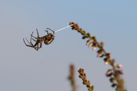 heidewielwebspin