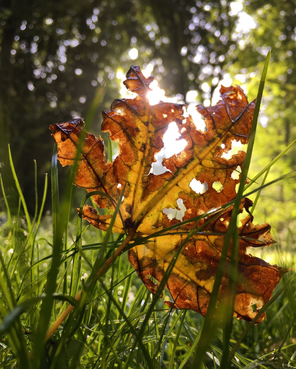 Herfst - Planten - 