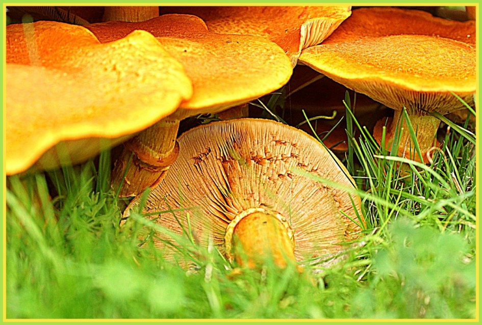 Herfst goud - Schimmels - 