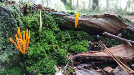 Herfst in het Birkhovenbos