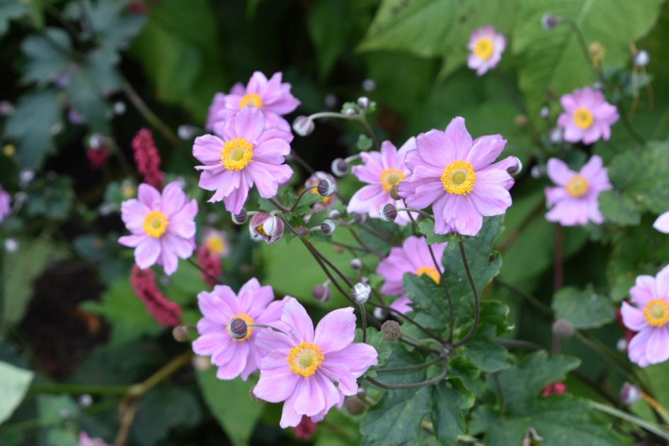 Herfstanemonen - Planten - 