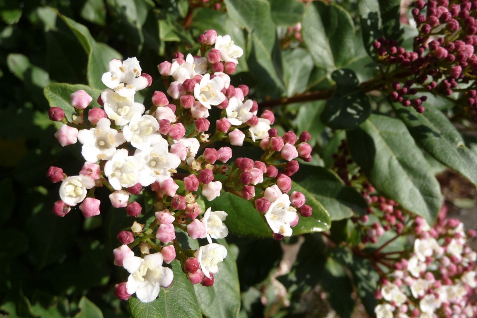 Herfstbloesem - Planten - 