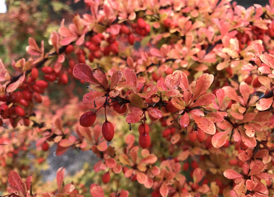 Herfstkleuren - Planten - 