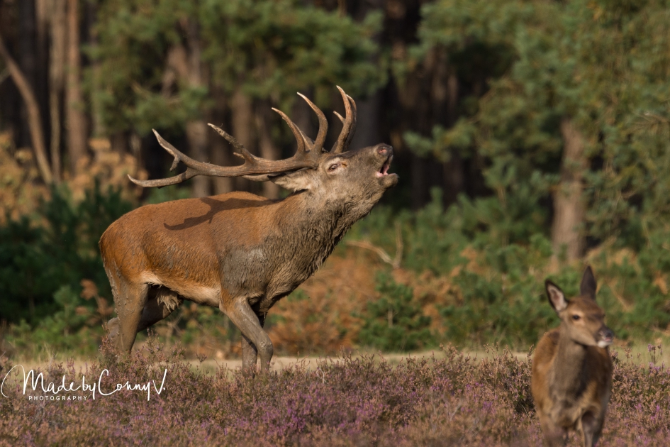 Hertenbronst - Zoogdieren - Edelhert