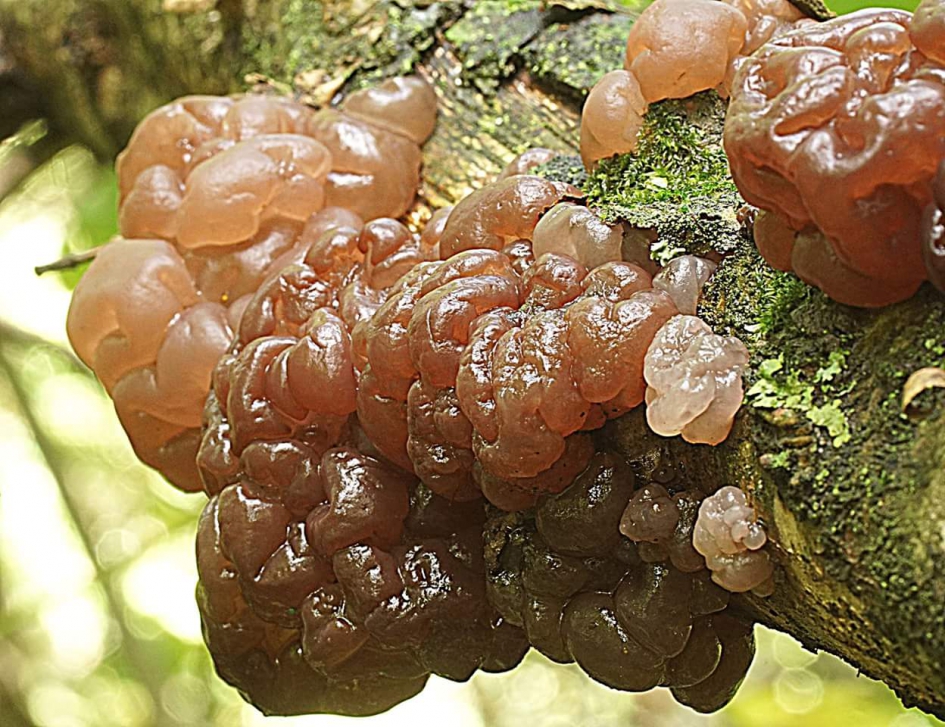 het brein van het bos - Schimmels - Klontjes trilzwam