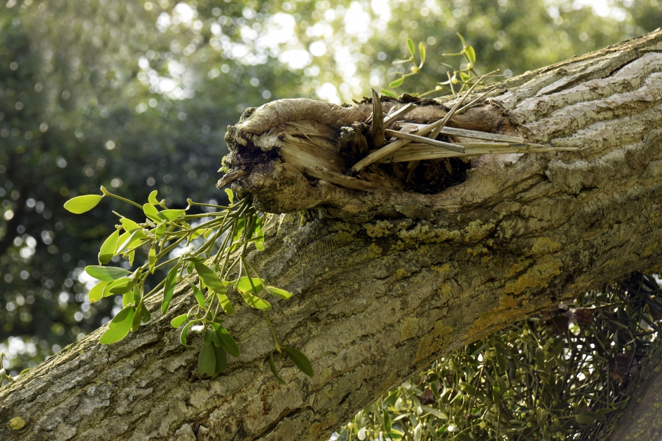 Het is nooit wat het lijkt - Overig - Boom met groei van maretak