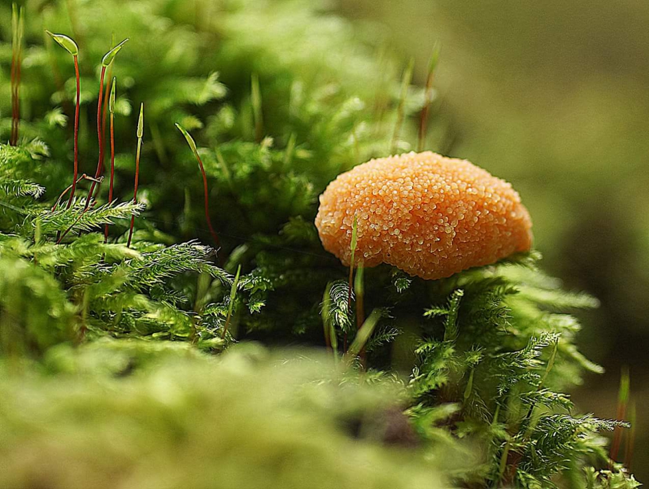 Het lijkt we Tum tum - Schimmels - Rossig buiskussen