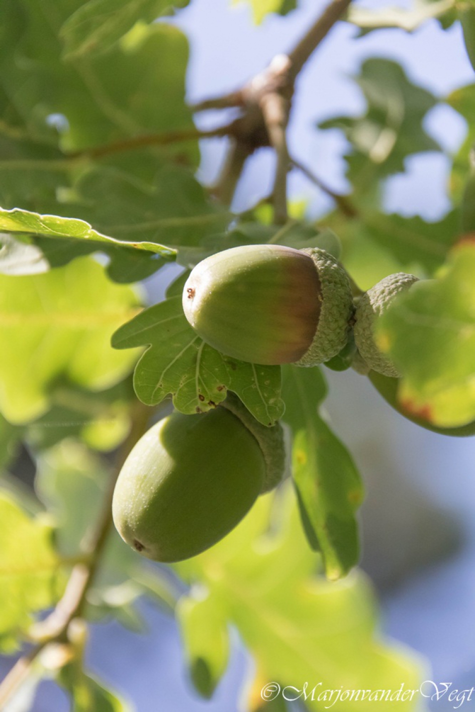 Hey Eikels - Planten - Eikels