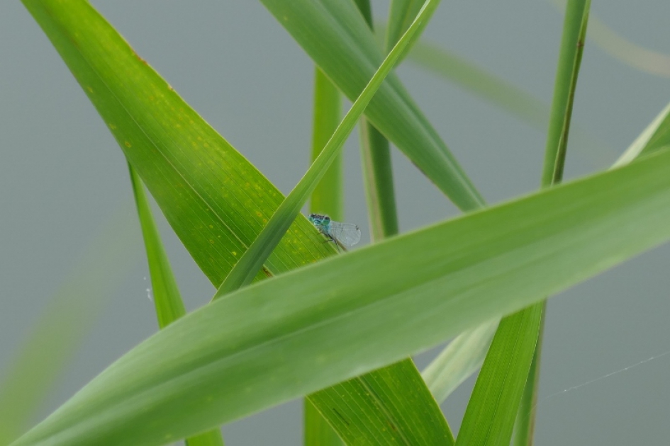 Hide and seek. - Geleedpotigen - 