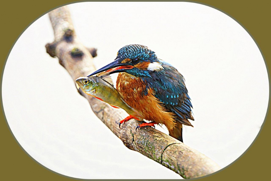 Hij heeft de bruidsschat binnen - Vogels - Ijsvogel